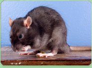 rat control Bridport