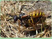 wasp control Bridport