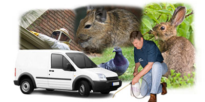 Bridport local van